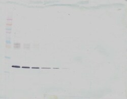 Invitrogen IL-6 Monoclonal Antibody, PeproTech 500 &mu;g; Unconjugated:Antibodies,