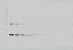 Invitrogen IL-6 Monoclonal Antibody, PeproTech 500 &mu;g; Unconjugated:Antibodies,