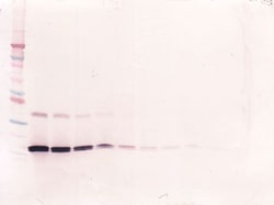 Invitrogen IL-7 Monoclonal Antibody, PeproTech 500 &mu;g; Unconjugated:Antibodies,