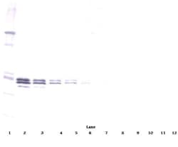 Invitrogen IL-12 p70 Monoclonal Antibody, PeproTech 500 &mu;g; Unconjugated:Antibodies,