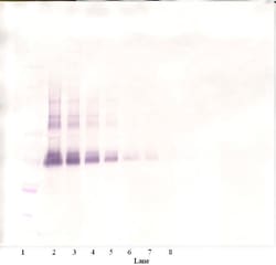 Invitrogen BMP-4 Monoclonal Antibody, PeproTech 500 &mu;g; Unconjugated:Antibodies,
