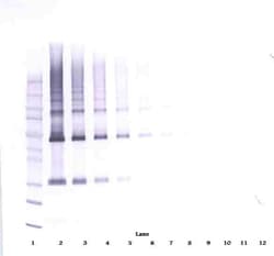 Invitrogen Adiponectin Monoclonal Antibody, PeproTech 500 &mu;g; Unconjugated:Antibodies,