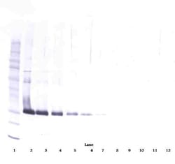 Invitrogen Adiponectin Monoclonal Antibody, PeproTech 500 &mu;g; Unconjugated:Antibodies,