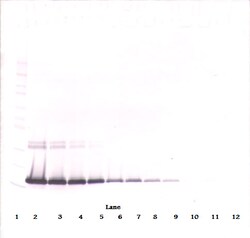 Invitrogen IL-2 Monoclonal Antibody, PeproTech 500 &mu;g; Unconjugated:Antibodies,