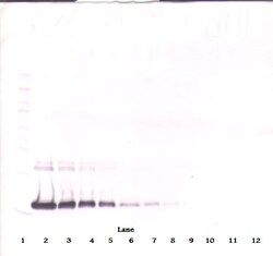 Invitrogen IL-2 Monoclonal Antibody, PeproTech 500 &mu;g; Unconjugated:Antibodies,