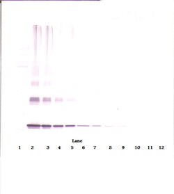 Invitrogen IL-10 Monoclonal Antibody, PeproTech 500 &mu;g; Unconjugated:Antibodies,