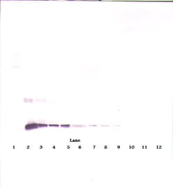 Invitrogen IL-10 Monoclonal Antibody, PeproTech 500 &mu;g; Unconjugated:Antibodies,