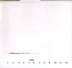 Invitrogen IL-2 Monoclonal Antibody, PeproTech 500 &mu;g; Unconjugated:Antibodies,
