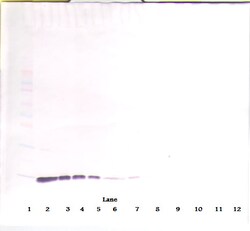 Invitrogen IL-2 Monoclonal Antibody, PeproTech 500 &mu;g; Unconjugated:Antibodies,
