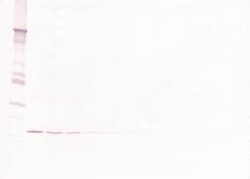 Invitrogen IL-10 Monoclonal Antibody, PeproTech 500 &mu;g; Unconjugated:Antibodies,