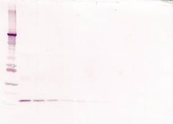 Invitrogen IL-10 Monoclonal Antibody, PeproTech 500 &mu;g; Unconjugated:Antibodies,