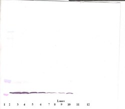 Invitrogen Eotaxin Monoclonal Antibody, PeproTech 500 &mu;g; Unconjugated:Antibodies,