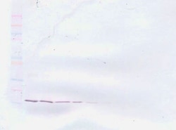 PeproTech TNF alpha Monoclonal Antibody, PeproTech 500 &mu;g | Buy Online | PeproTech | Fisher Scientific