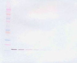 TNF alpha Monoclonal Antibody, PeproTech&reg;