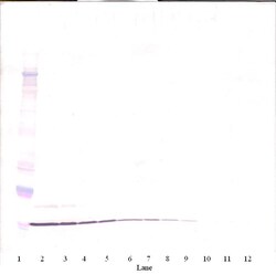 Invitrogen MIP-3 alpha Monoclonal Antibody, PeproTech 500 &mu;g; Unconjugated:Antibodies,