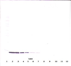 Invitrogen MIP-3 beta Monoclonal Antibody, PeproTech 500 &mu;g; Unconjugated:Antibodies,