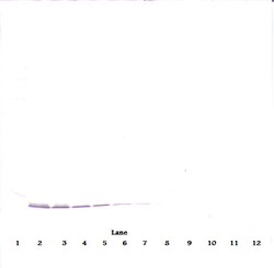Invitrogen PPBP Monoclonal Antibody, PeproTech 500 &mu;g; Unconjugated:Antibodies,