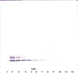 Invitrogen PPBP Monoclonal Antibody, PeproTech 500 &mu;g; Unconjugated:Antibodies,