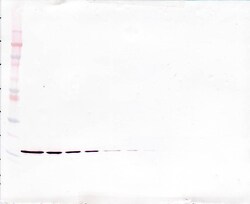 Invitrogen G-CSF Monoclonal Antibody, PeproTech 500 &mu;g; Unconjugated:Antibodies,
