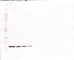Invitrogen G-CSF Monoclonal Antibody, PeproTech 500 &mu;g; Unconjugated:Antibodies,