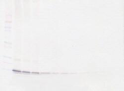Invitrogen CXCL9 Monoclonal Antibody, PeproTech 500 &mu;g; Unconjugated:Antibodies,