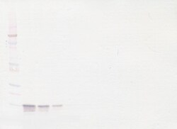 Invitrogen CXCL9 Monoclonal Antibody, PeproTech 500 &mu;g; Unconjugated:Antibodies,
