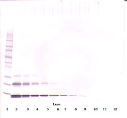 Invitrogen CCL16 Monoclonal Antibody, PeproTech 500 &mu;g; Unconjugated:Antibodies,
