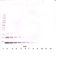 Invitrogen CCL16 Monoclonal Antibody, PeproTech 500 &mu;g; Unconjugated:Antibodies,