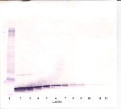 Invitrogen TECK Monoclonal Antibody, PeproTech 500 &mu;g; Unconjugated:Antibodies,
