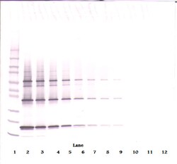 Invitrogen TRAIL (soluble) Monoclonal Antibody, PeproTech 500 &mu;g; Unconjugated:Antibodies,