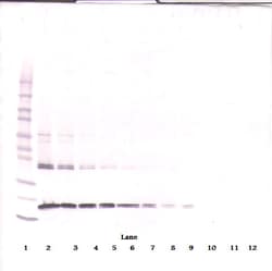 Invitrogen TRAIL (soluble) Monoclonal Antibody, PeproTech 500 &mu;g; Unconjugated:Antibodies,