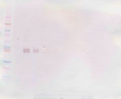 Invitrogen IL-12 p70 Monoclonal Antibody, PeproTech 500 &mu;g; Unconjugated:Antibodies,
