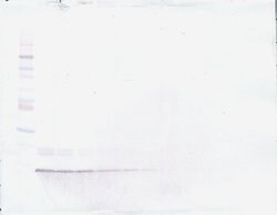 Invitrogen CXCL10 Monoclonal Antibody, PeproTech 500 &mu;g; Unconjugated:Antibodies,