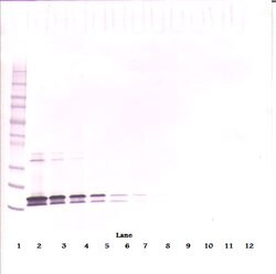 Invitrogen BAFF Monoclonal Antibody, PeproTech 500 &mu;g; Unconjugated:Antibodies,
