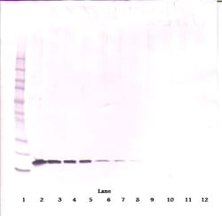 Invitrogen BAFF Monoclonal Antibody, PeproTech 500 &mu;g; Unconjugated:Antibodies,