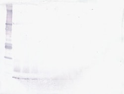 Invitrogen MCP-2 Monoclonal Antibody, PeproTech 500 &mu;g; Unconjugated:Antibodies,
