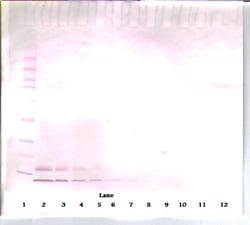 Invitrogen CCL3 Monoclonal Antibody, PeproTech 500 &mu;g; Unconjugated:Antibodies,