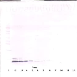 PeproTech CCL5 (RANTES) Monoclonal Antibody, PeproTech 500 &mu;g; Unconjugated:Antibodies,