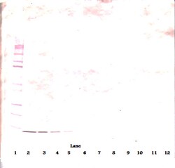 Invitrogen beta-NGF Monoclonal Antibody, PeproTech 500 &mu;g; Unconjugated:Antibodies,