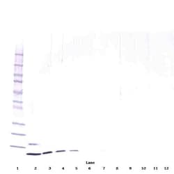 PeproTech Resistin Monoclonal Antibody, PeproTech 500 &mu;g; Unconjugated:Antikörper