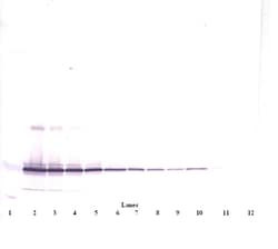IL-11 Polyclonal Antibody, PeproTech , Invitrogen:Antibodies:Primary Antibodies