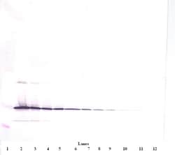 IL-11 Polyclonal Antibody, PeproTech , Invitrogen:Antibodies:Primary Antibodies