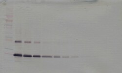 IL-11 Polyclonal Antibody, Biotin, PeproTech , Invitrogen:Antibodies:Primary