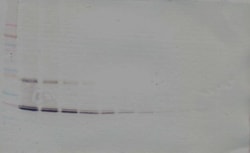 IL-11 Polyclonal Antibody, Biotin, PeproTech , Invitrogen:Antibodies:Primary