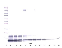 Invitrogen PPBP Polyclonal Antibody, PeproTech , Invitrogen 100 &mu;g;