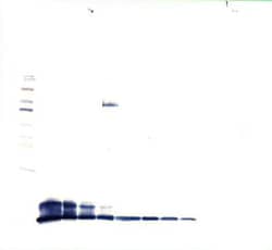 Invitrogen PPBP Polyclonal Antibody, PeproTech , Invitrogen 100 &mu;g;