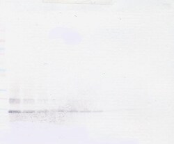 MCP-4 Polyclonal Antibody, PeproTech , Invitrogen:Antibodies:Primary Antibodies