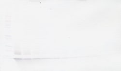 MCP-4 Polyclonal Antibody, PeproTech , Invitrogen:Antibodies:Primary Antibodies