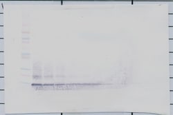 MCP-4 Polyclonal Antibody, Biotin, PeproTech , Invitrogen:Antibodies:Primary