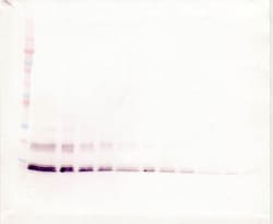 Invitrogen MCP-4 Polyclonal Antibody, Biotin, PeproTech , Invitrogen 50